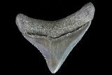 Juvenile Megalodon Tooth - Georgia #75326-1